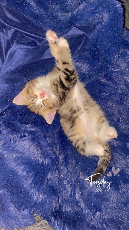 Bengal kittens for sale in Bradford, West Yorkshire – 10 weeks old - Image 3 of 3