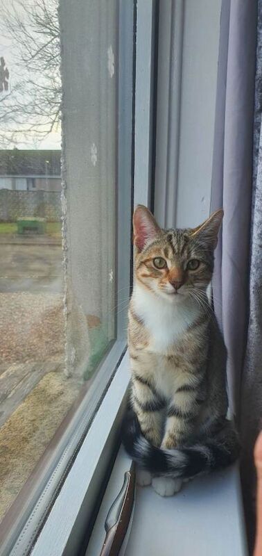 Bengal Kittens For Sale Under £300