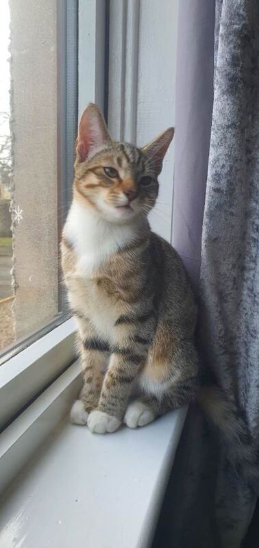 Bengal kittens for sale in Gordon, Berwickshire – 3 months old - Image 2 of 6