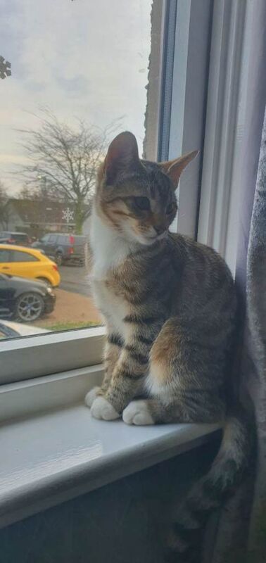 Bengal kittens for sale in Gordon, Berwickshire – 3 months old - Image 3 of 6