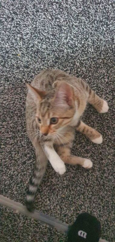 Bengal kittens for sale in Gordon, Berwickshire – 3 months old - Image 4 of 6