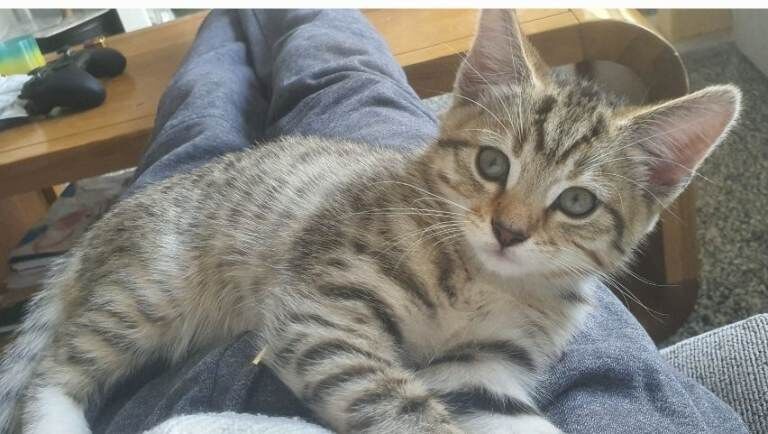 Bengal kittens for sale in Gordon, Berwickshire – 3 months old - Image 6 of 6