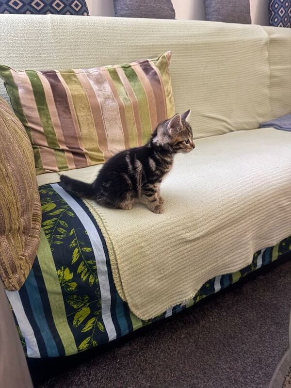 Kitten - Image 2 of 4