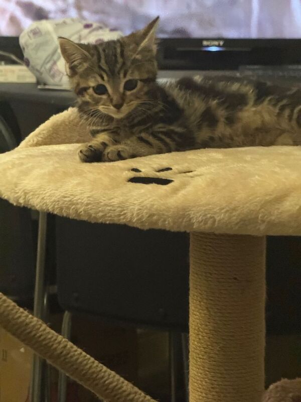 Kitten - Image 3 of 4