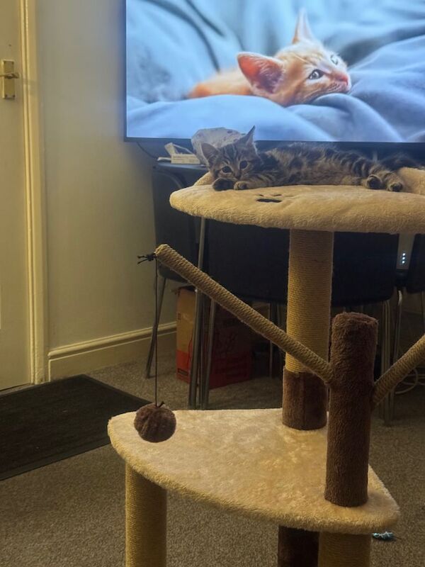 Kitten - Image 4 of 4