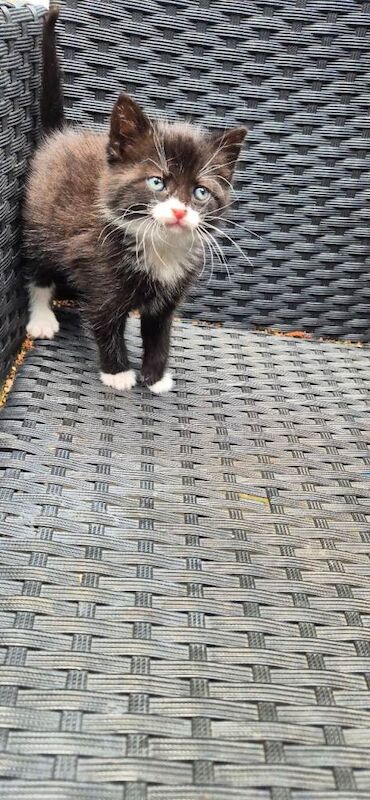 Bengal Kittens For Sale