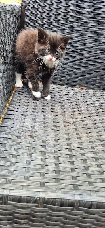 Kitten - Image 2 of 3