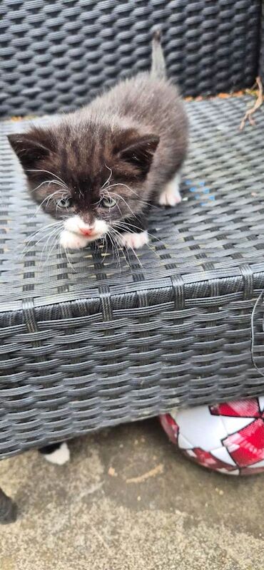Kitten - Image 3 of 3