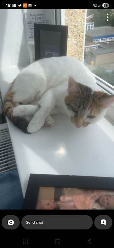 Bengal Kittens For Sale