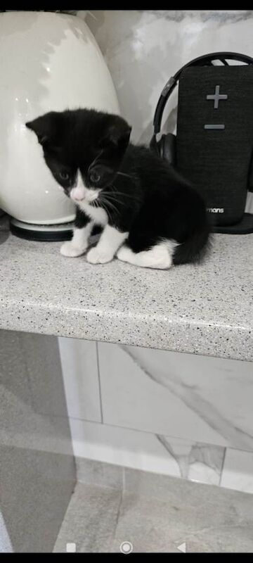 Kitten - Image 2 of 3