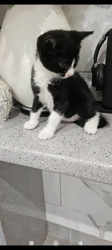 Kitten - Image 3 of 3