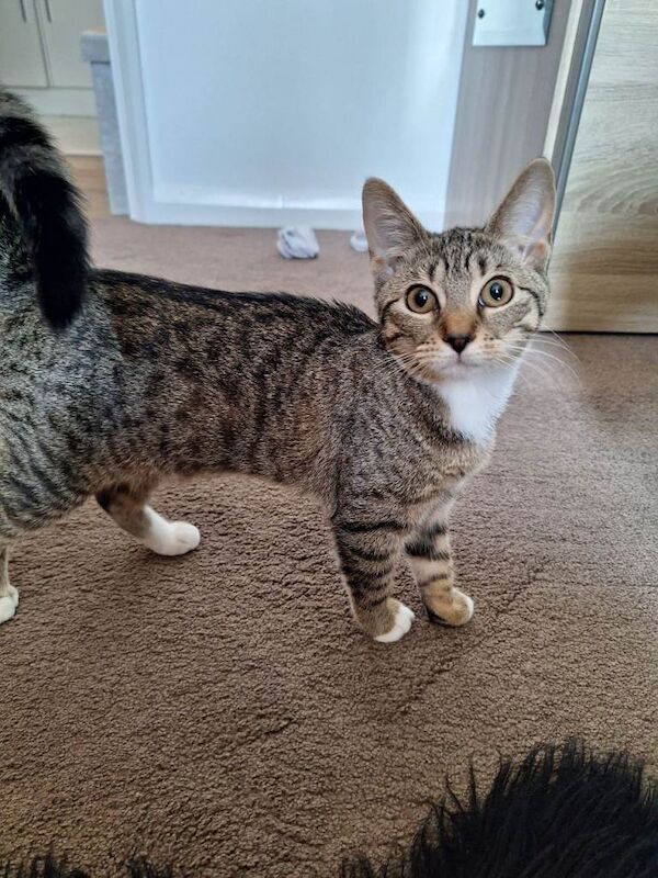 Kitten