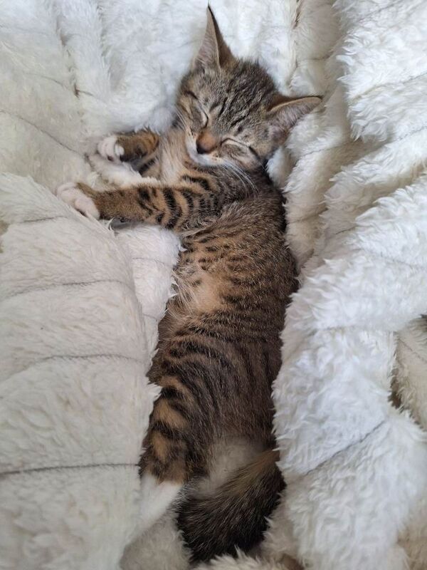 Kitten - Image 2 of 5
