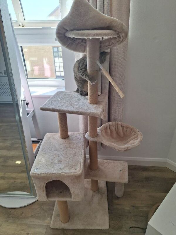 Kitten - Image 3 of 5