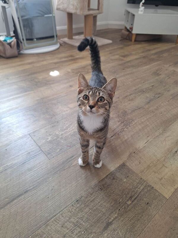 Kitten - Image 4 of 5
