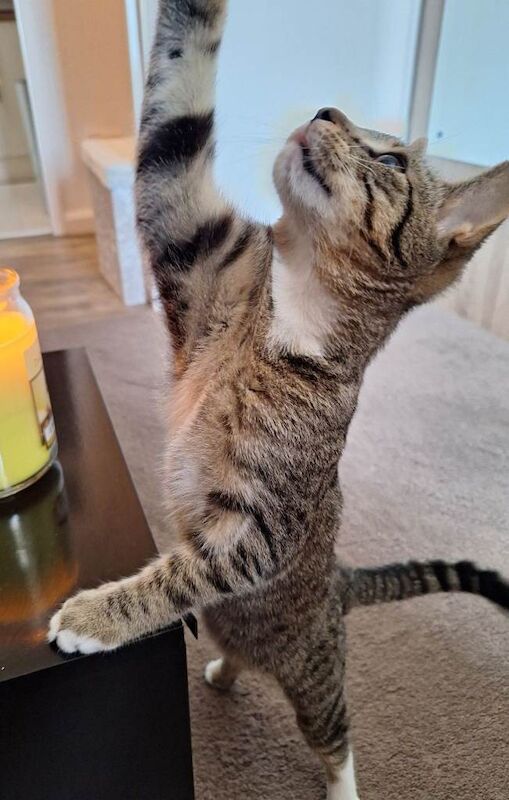 Kitten - Image 5 of 5