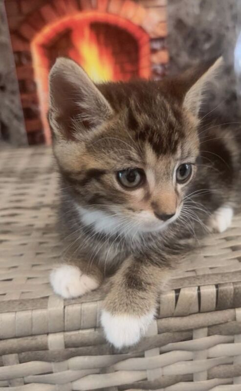 Bengal Kittens For Sale