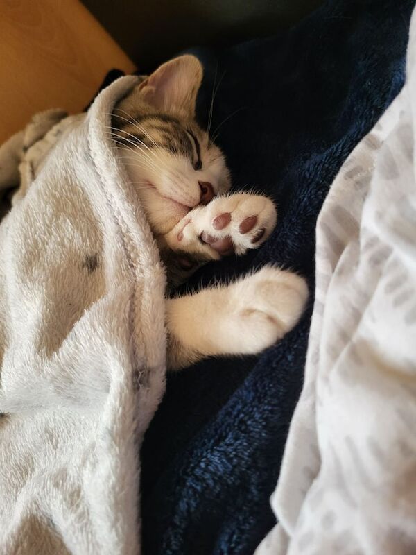 Kitten 4 mouths old for sale in Salford, Greater Manchester