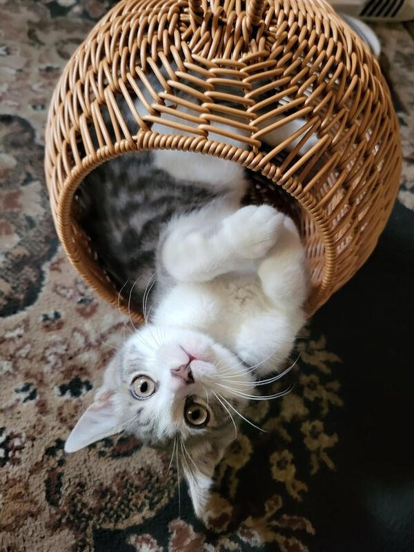 Kitten 4 mouths old for sale in Salford, Greater Manchester | Image 2