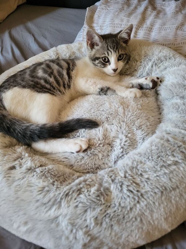 Kitten 4 mouths old for sale in Salford, Greater Manchester | Image 3