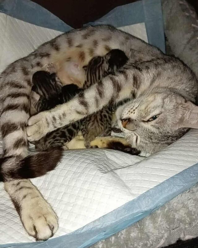 Kitten - Image 2 of 8