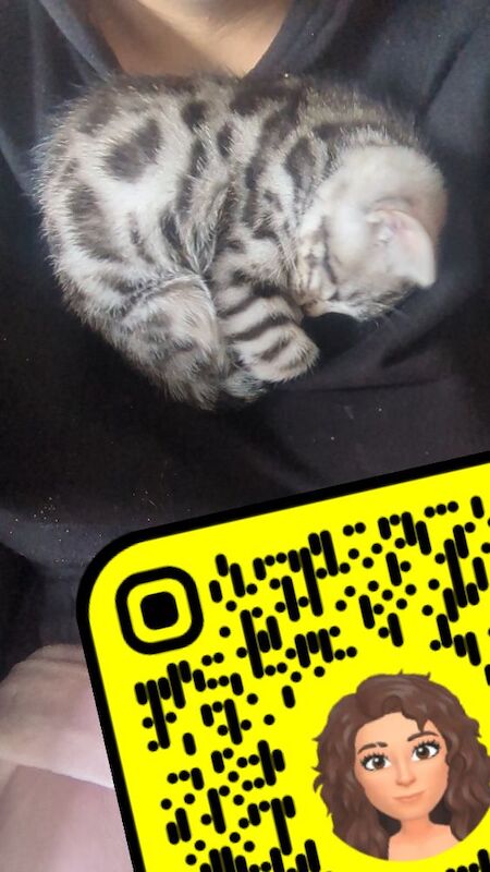 Kitten - Image 3 of 8