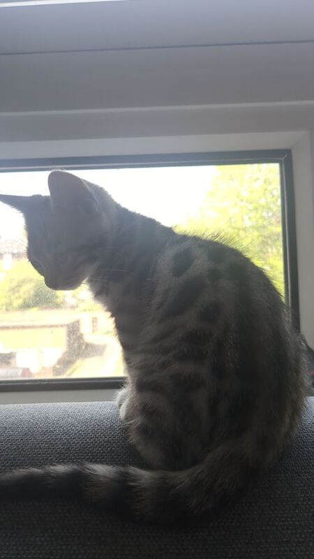 Kitten - Image 4 of 8