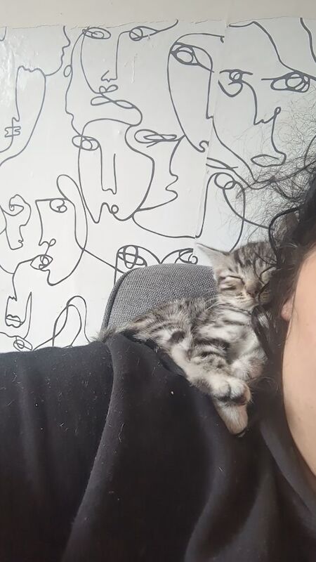 Kitten - Image 5 of 8