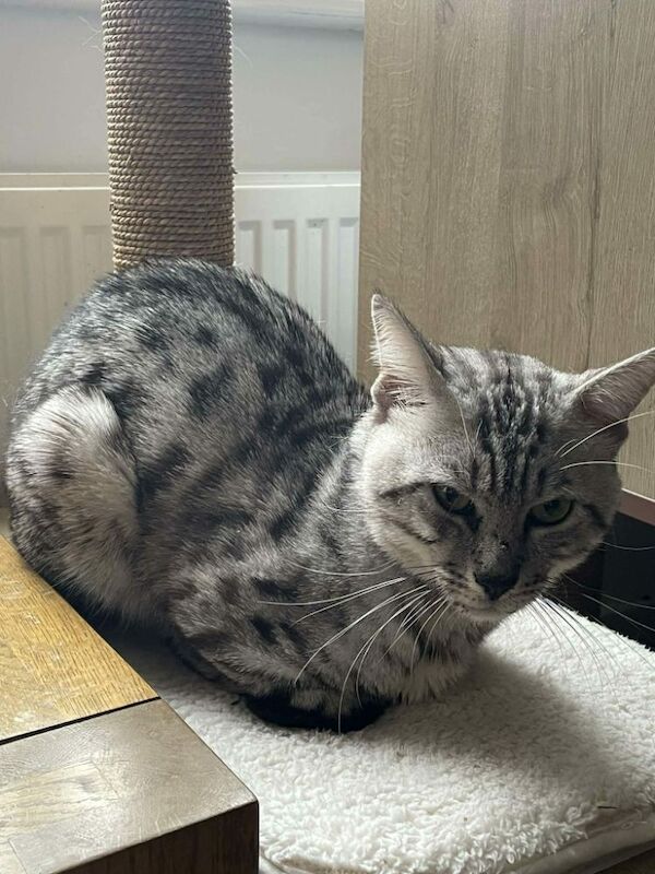 Kitten - Image 6 of 8