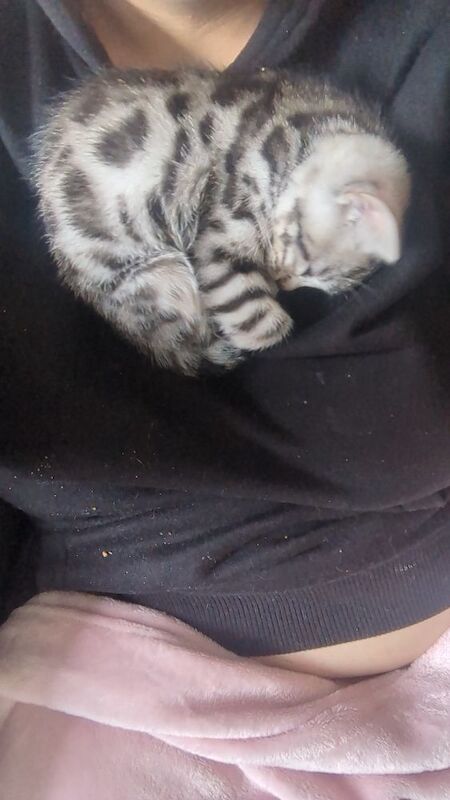 Kitten - Image 7 of 8