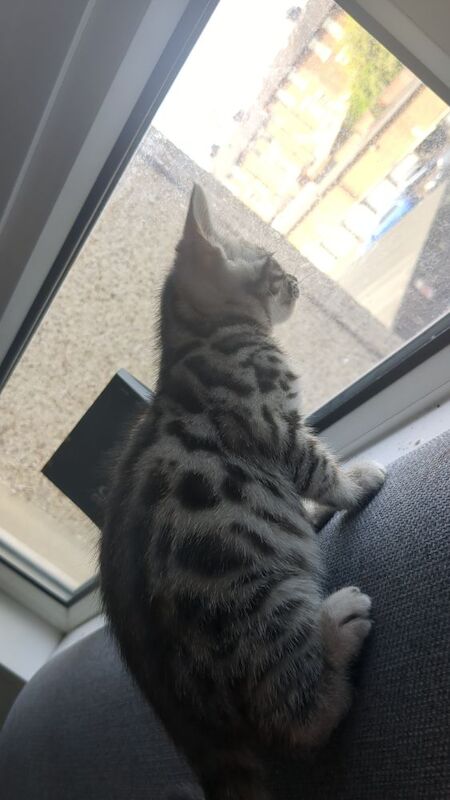 Kitten - Image 8 of 8