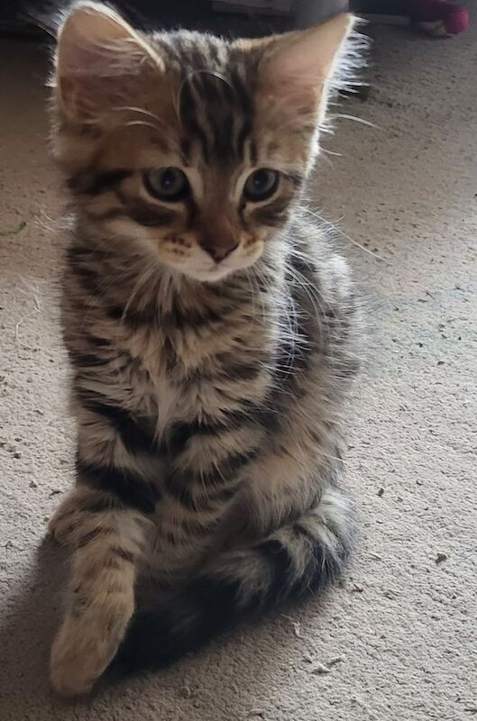 Bengal kittens for sale in Norbury, Greater London – 3 months old