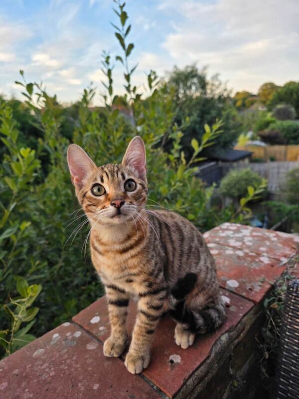 Kitten bengal
