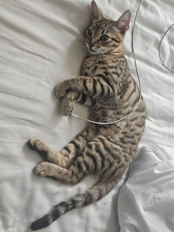 Kitten bengal - Image 2 of 4