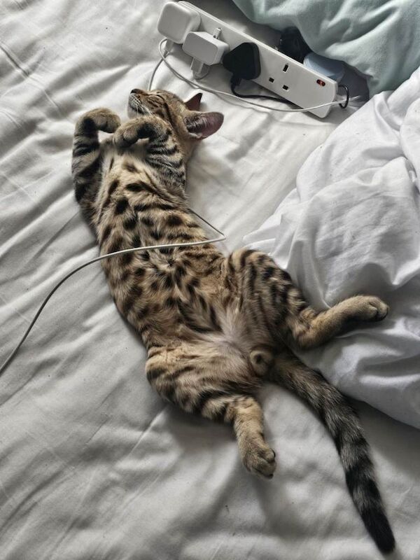 Kitten bengal - Image 3 of 4