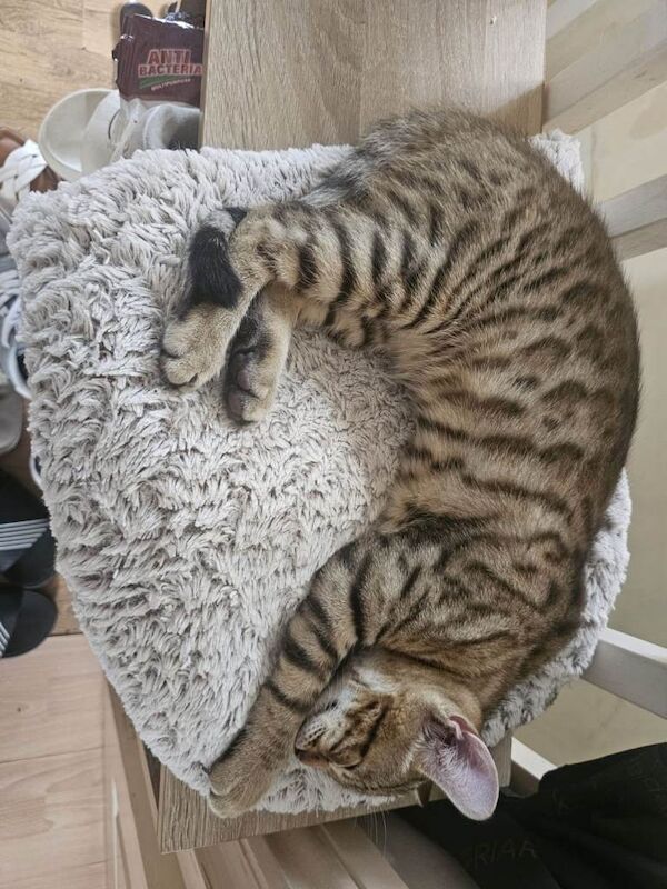 Kitten bengal - Image 4 of 4