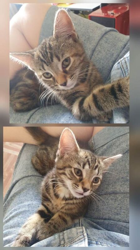 Kitten -bengal/mix
