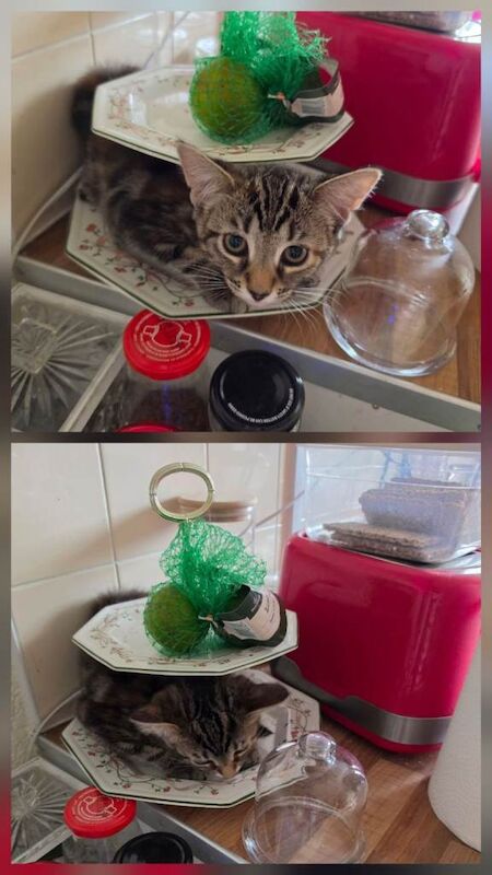 Kitten -bengal/mix - Image 2 of 3
