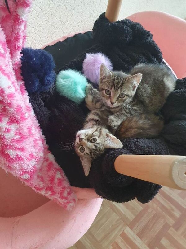 Kitten -bengal/mix - Image 3 of 3