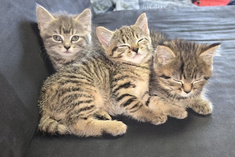 Bengal kittens for sale in Bradford, West Yorkshire – 9 weeks old