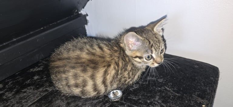 Bengal kittens for sale in Bradford, West Yorkshire – 9 weeks old - Image 2 of 3