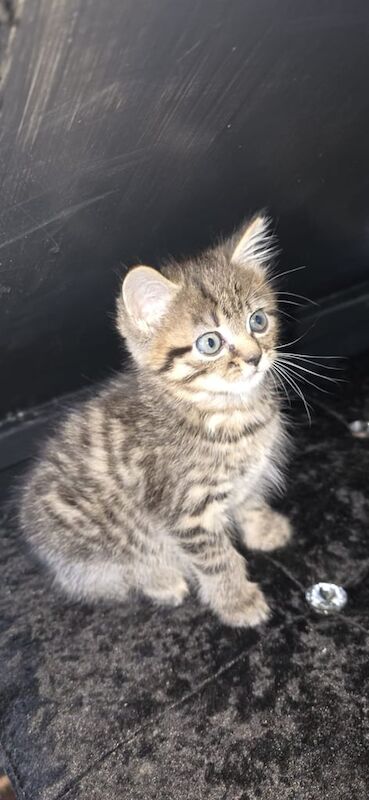 Bengal kittens for sale in Bradford, West Yorkshire – 9 weeks old - Image 3 of 3