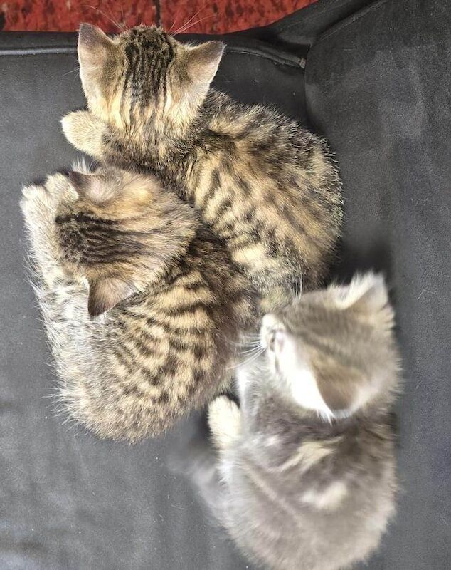 Bengal kittens for sale in Bradford, West Yorkshire – 10 weeks old