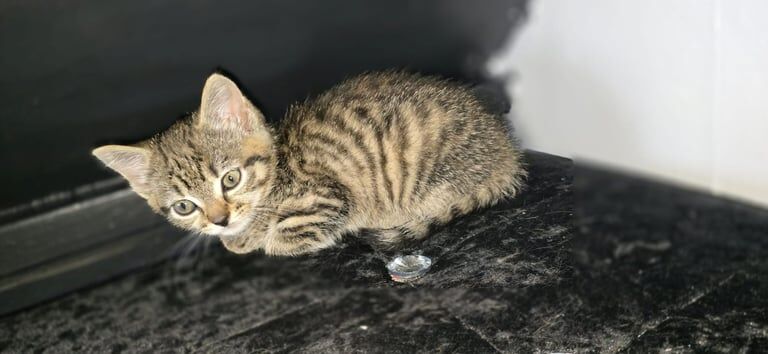 Bengal kittens for sale in Bradford, West Yorkshire – 10 weeks old - Image 3 of 3