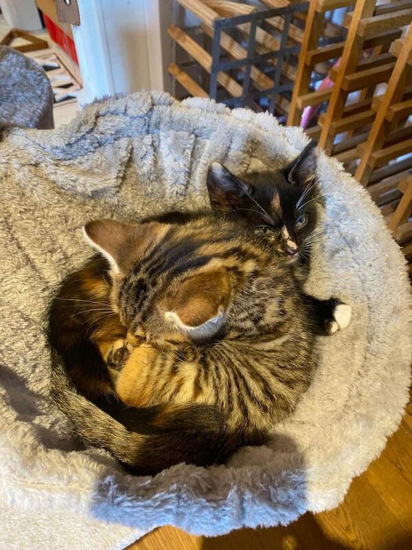 Bengal Kittens For Sale