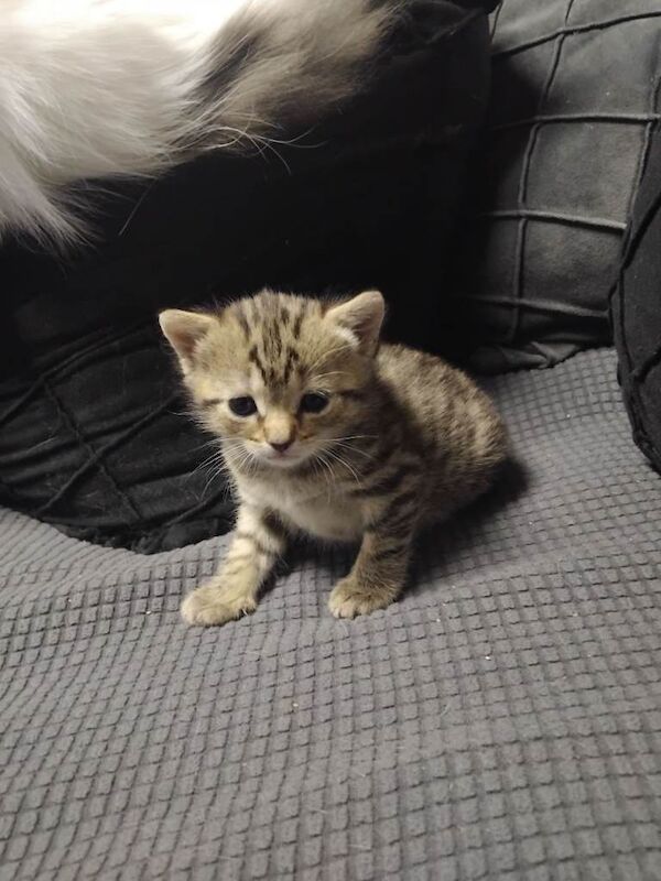 Bengal kittens for sale in Norwich, Norfolk – 7 weeks old