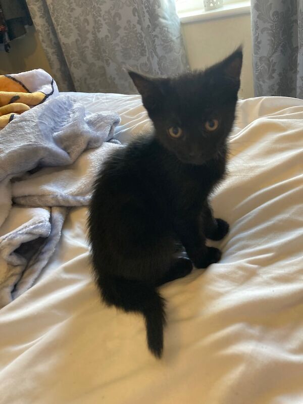 Bengal kittens for sale in Bishop Auckland, Durham – 8 weeks old