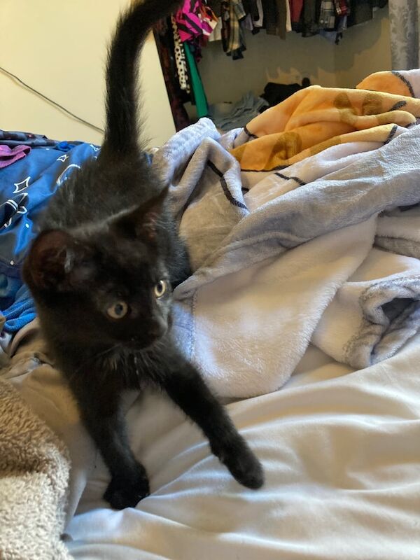 Bengal kittens for sale in Bishop Auckland, Durham – 8 weeks old - Image 2 of 3