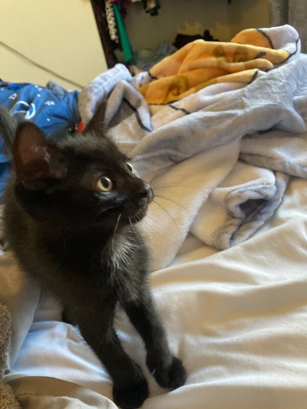 Bengal kittens for sale in Bishop Auckland, Durham – 8 weeks old - Image 3 of 3