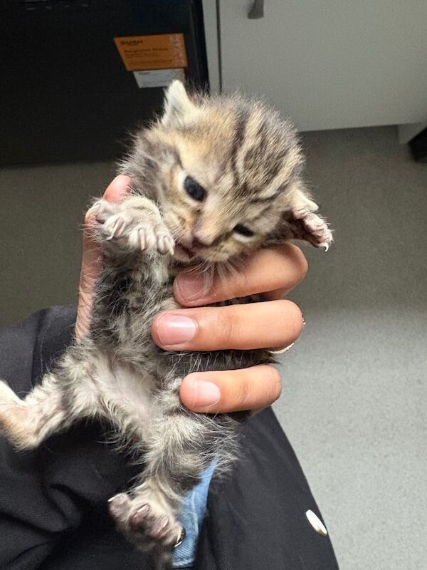 kitten for sale in Beeston, West Yorkshire